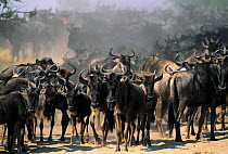 Wildebeest herd  mass migration {Connochaetes taurinus} Serengeti NP Tanzania