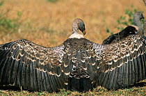 Rear view of Ruppell's vulture with outstretched wings warming in sun {Gyps rueppellii} Serengeti NP Tanzania