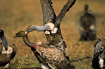 Ruppell's griffon vulture attacking another {Gyps rueppellii} Serengeti NP Tanzania, Est Africa