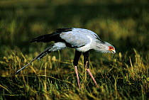 Secretary bird with prey in beak {Mycteria ibis} Masai Mara NR, Kenya, East Africa