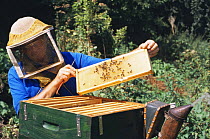 Bee keeper wearing protective clothing inspects honeycomb in beehive {Apis mellifera} Somerset, UK