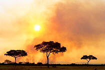 Smoke rising from grass fire, Seregenti NP, Tanzania, East Africa