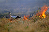 White stork hunts insects escaping from savanna fire {Ciconia ciconia} Serengeti NP, Tanzania, East  Africa