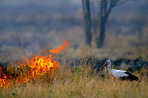 White stork hunts for insects escaping from savanna fire {Ciconia ciconia} Serengeti NP, Tanzania, East Africa