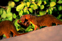Dwarf mongoose carrying young {Helogale undulata} Serengeti NP, Tanzania, E Africa