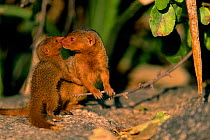 Dwarf mongoose with baby {Helogale undulata} Serengeti NP, Tanzania, East Africa