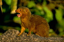 Dwarf mongoose calling {Helogale undulata} Serengeti NP, Tanzania, East Africa