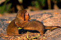 Dwarf mongooses play fighting {Helogale undulata} Serengeti NP, Tanzania, East Africa