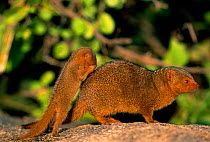 Baby Dwarf mongoose and adult {Helogale undulata} Serengeti NP, Tanzania, E Africa