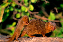 Baby Dwarf mongoose behind adult {Helogale undulata} Serengeti NP, Tanzania, E Africa