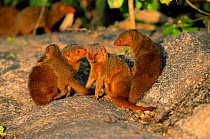 Family group of Dwarf mongooses {Helogale undulata} Serengeti NP, Tanzania, East Africa