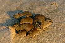 Family group of Rock hyrax on rock {Procavia capensis} Serengeti NP, Tanzania, E Africa