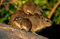 Rock hyrax with young on back {Procavia capensis} Serengeti NP, Tanzania, East Africa