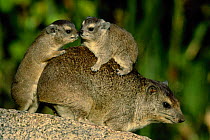 Rock hyrax with young climbing on back {Procavia capensis} Serengeti NP, Tanzania, East Africa