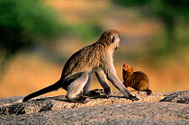 Dwarf mongoose scared by Vervet monkey {Helogale undulata} Serengeti NP Tanzania, East Africa