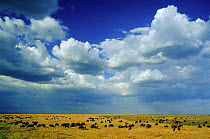 Wildebeest migration on savanna {Connochaetes taurinus} Masai Mara NR Kenya East Africa