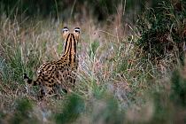 Rear view of alert Serval {Felis serval} Masai Mara National Reserve, Kenya, East Africa