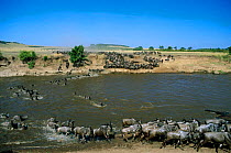 Wildebeest herd crossing Mara river {Connochaetes taurinus} on migration, Masai Mara NR Kenya, East Africa