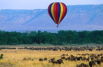 Hot air safari balloon above Wildebeest herd {Connochaetes taurinus} Masai Mara NR Kenya, animals on annual migration