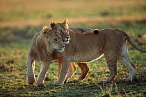 Subadult Lions affectionate greeting {Panthera leo} Masai Mara NR Kenya, East Africa