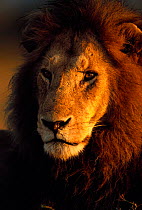 Male Lion head portrait {Panthera leo} Kenya, East Africa