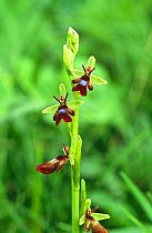Fly orchid {Ophrys insectifera} Yockletts Bank, Kent, UK