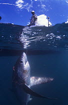 Fisherman bringing Thresher shark (Alopias vulpinus) to surface, Philippines, vulnerable species