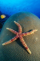 Seastar (starfish) {Echinaster callosus} on coral Indo Pacific