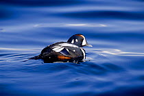 Harlequin duck on water {Histrionicus histrionicus} Shiretoko peninsula, Japan