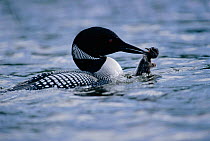 Great northern diver {Gavia immer} attacking Red necked grebe chick {Podiceps grisegna}. Alaska, USA