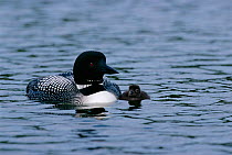 Great northern diver {Gavia immer} with chick on water, Alaska, USA