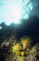 Hard coral with polyps open {Tubastrea sp} Red Sea, Egypt
