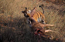 Bengal tiger dragging sambar prey {Panthera tigris tigris} Bandhavgarh NP India
