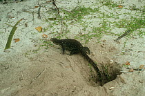 Monitor lizard {Varanus salvator} emerging from turtle nest after eating eggs, Sabah