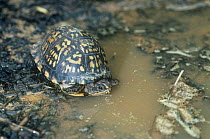 Eastern box turtle {Terrapene carolina carolina} female entering water, Tennessee, USA