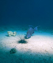 Blue triggerfish {Pseudobalistes fuscus} blowing sea urchin to turn it over. Red Sea