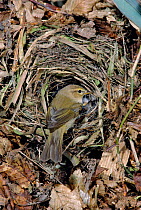 Chiffchaff at nest {Phylloscopus collybita} UK