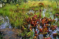 Northern pitcher plant in wetlands {Sarracenia purpurea} New Jersey, USA