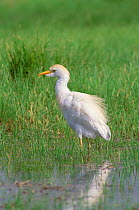 Cattle egret portrait {Bubulcus ibis} Sun Farms, Sohar, Oman