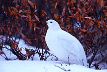 Willow ptarmigan in winter plumage {Lagopus lagopus}Churchill, Canada.