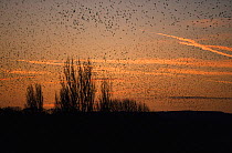 Common starlings flying to roost {Sturnus vulgaris} sunset, Gloucestershire, England