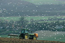 Seagulls following tractor ploughing fields, South Downs, Sussex, UK