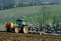 Seagulls following plough South Downs, Sussex, UK