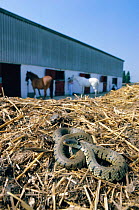 Grass snake {Natrix natrix} on muck heap in stable yard, with horses behind. UK