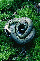 Grass snake feigning death {Natrix natrix} UK