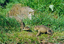 Grass snake {Natrix natrix} threatening Common toad {Bufo bufo} puffed up in defence, UK