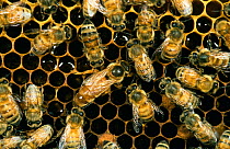Honey bees in hive with queen bee {Apis mellifera} Leyte island, Philippines