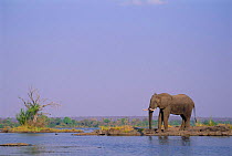 African elephant by Zambezi river {Loxodonta africana} Zimbabwe