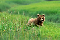 Grizzly bear in long grass {Ursus arctos horribilis} Silver Salmon Creek USA.