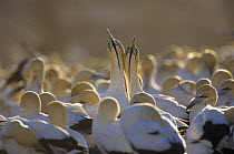 Cape gannet (Morus capensis) pair, courtship behaviour, in colony, Bird Island, Lamberts Bay, South Africa, vulnerable species